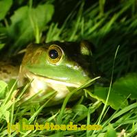 /home//u458753944/public_html/sourcegallery///Frogs/More bullfrogs/P7060248.JPG